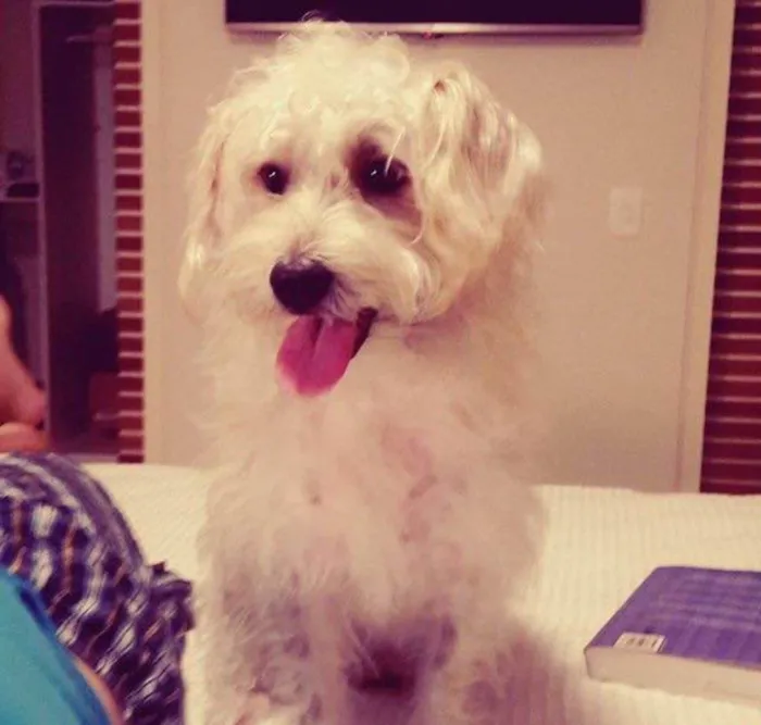 Cachorro ra a terriê idade 1 ano nome Brigite