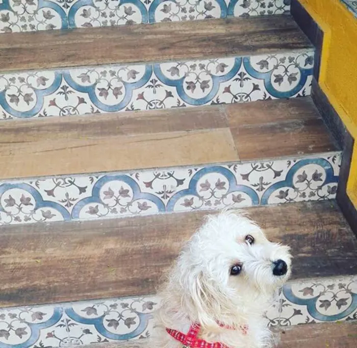 Cachorro ra a terriê idade 1 ano nome Brigite