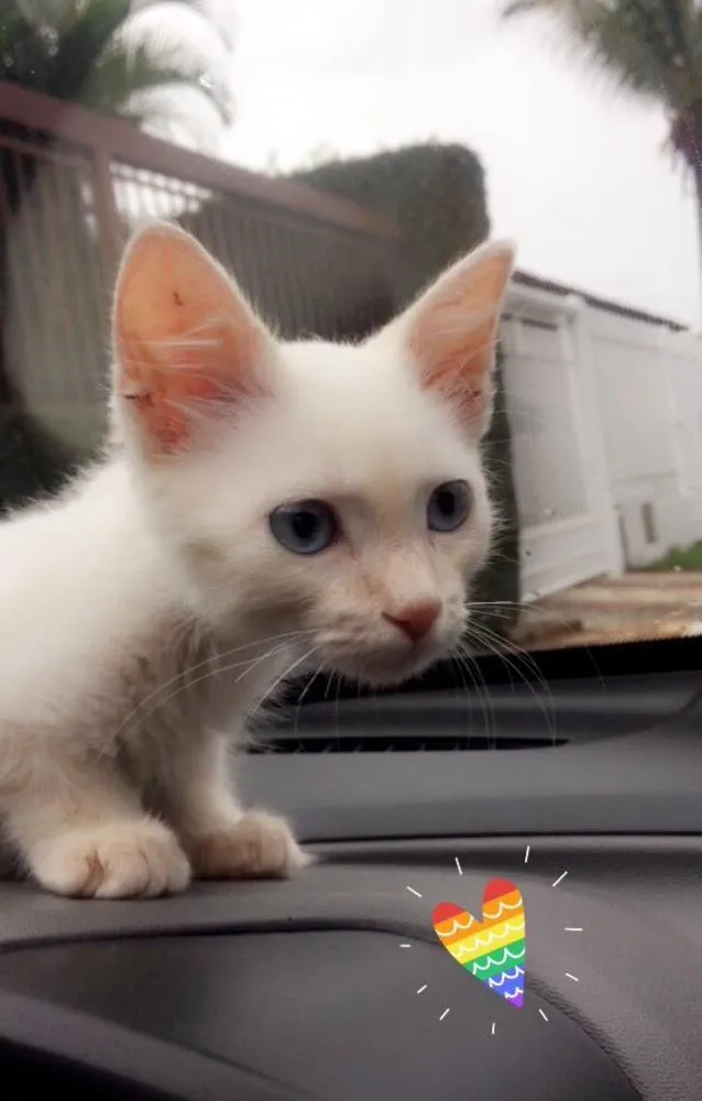 Gato ra a Não indentificado/vira-lata  idade Abaixo de 2 meses nome Sem nome