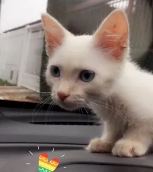 Gato raça Não indentificado/vira-lata  idade Abaixo de 2 meses nome Sem nome
