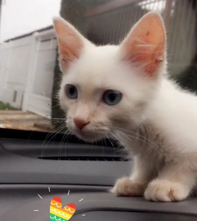 Gato ra a Não indentificado/vira-lata  idade Abaixo de 2 meses nome Sem nome