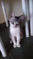 Mel