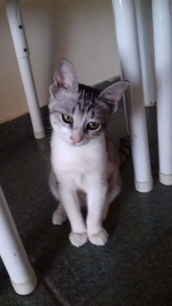 Gato raça SRD idade 2 a 6 meses nome Mel