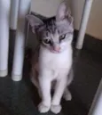 Mel