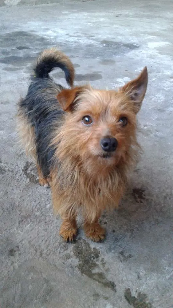 Cachorro raça Vila lata  idade 7 a 11 meses nome Zezinho 