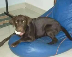 Cachorro raça Labrador idade 3 anos nome Thor