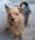 Zezinho 