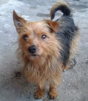 Cachorro raça Vila lata  idade 7 a 11 meses nome Zezinho 