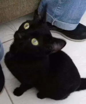 Gato raça  idade 2 a 6 meses nome Sem nome