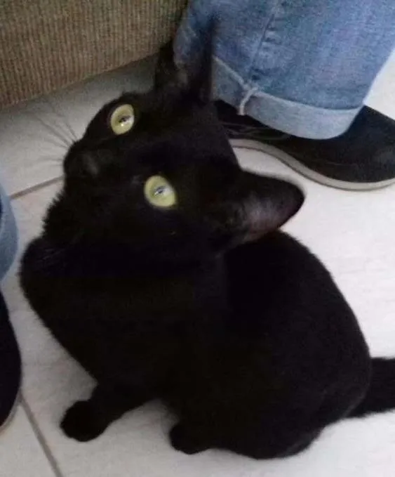 Gato ra a  idade 2 a 6 meses nome Sem nome