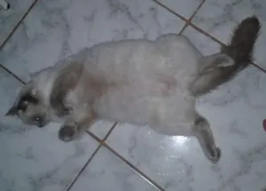 Gato raça persa  idade 2 anos nome Linda