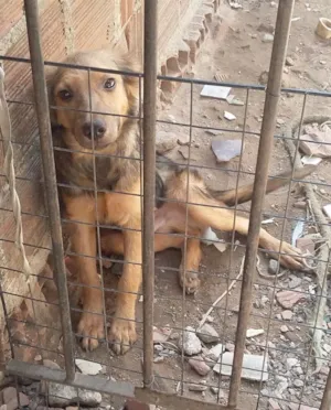 Cachorro raça Vira-lata idade 7 a 11 meses nome Betoven
