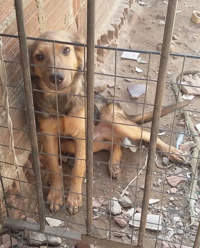 Cachorro ra a Vira-lata idade 7 a 11 meses nome Betoven