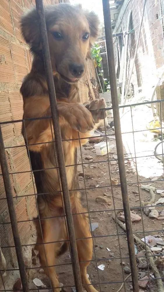 Cachorro ra a Vira-lata idade 7 a 11 meses nome Betoven
