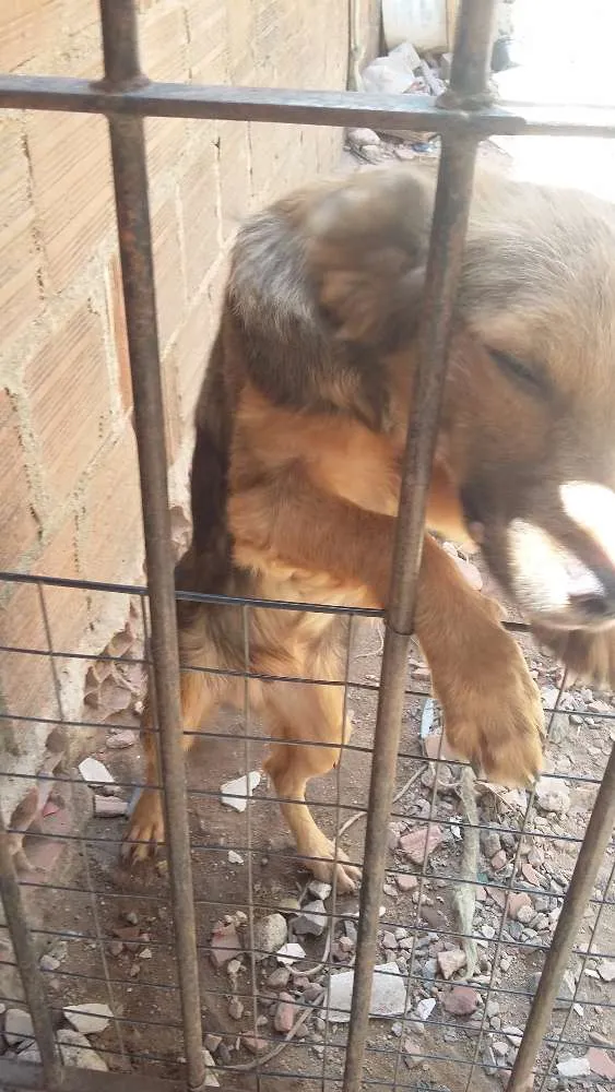 Cachorro ra a Vira-lata idade 7 a 11 meses nome Betoven