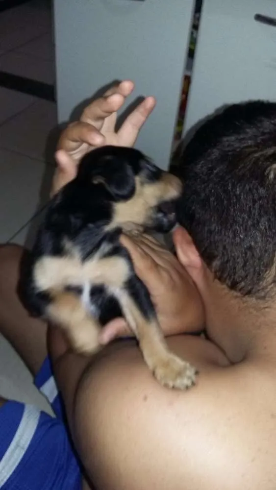 Cachorro ra a Vira lata idade Abaixo de 2 meses nome Maylon