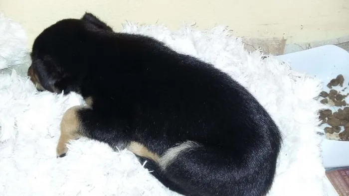 Cachorro ra a Vira lata idade Abaixo de 2 meses nome Maylon