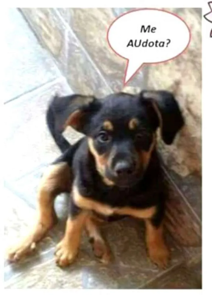 Cachorro ra a Sem raça definida idade 2 a 6 meses nome Brenda