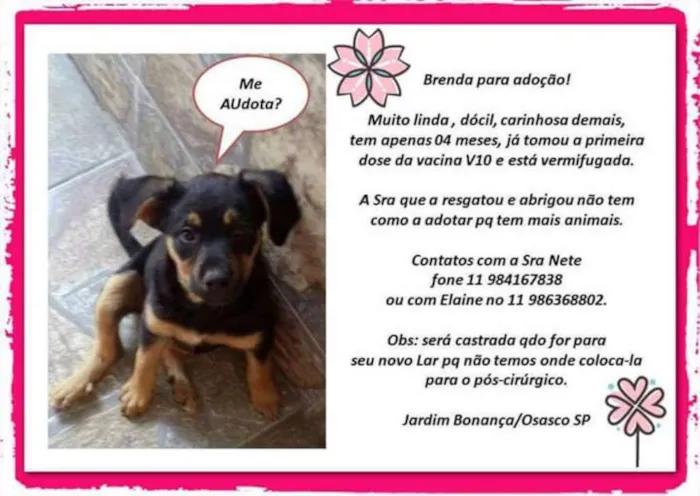 Cachorro ra a Sem raça definida idade 2 a 6 meses nome Brenda