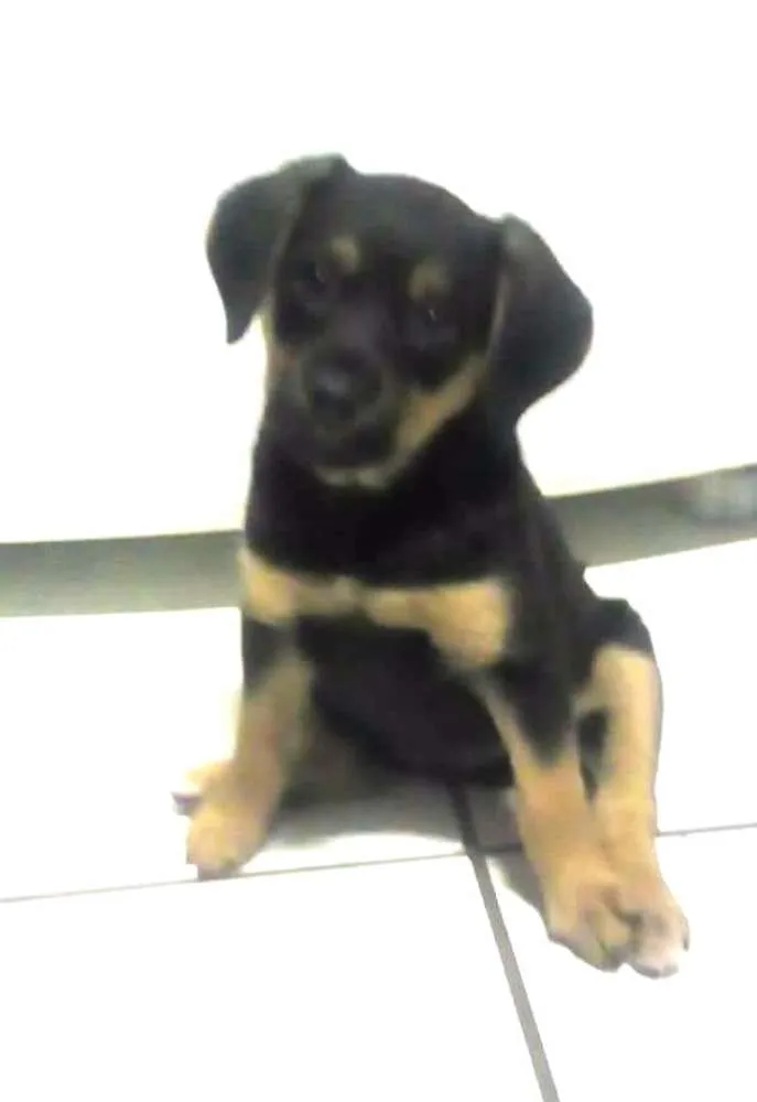 Cachorro ra a Sem raça definida idade 2 a 6 meses nome Brenda