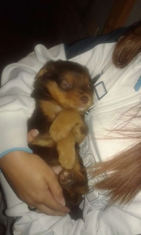 Cachorro ra a Hotwalen  idade 2 a 6 meses nome Princesa