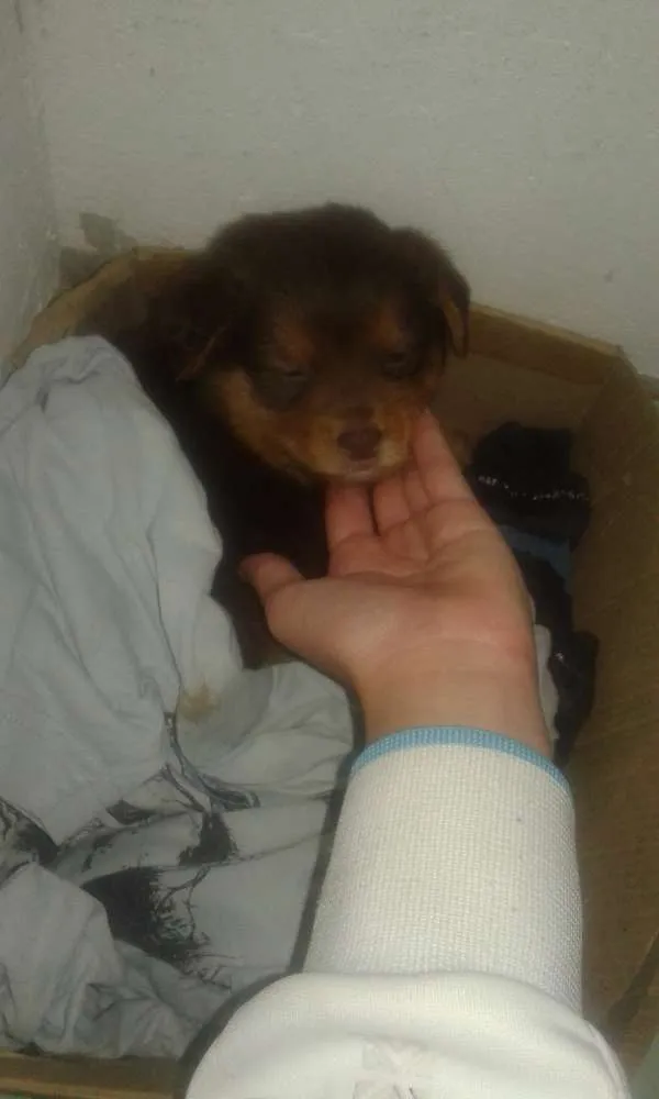 Cachorro ra a Hotwalen  idade 2 a 6 meses nome Princesa