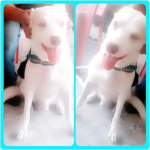 Cachorro raça Pitbull misturado com Vira lata idade 1 ano nome Horus