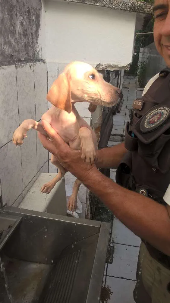 Cachorro raça não identifiquei idade 2 a 6 meses nome sem nome