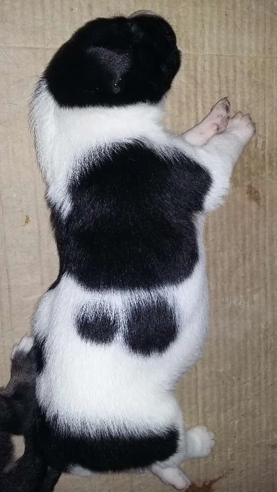 Cachorro raça Vira lata idade Abaixo de 2 meses nome Luma/Mimosa/Roger