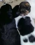 Luma/Mimosa/Roger