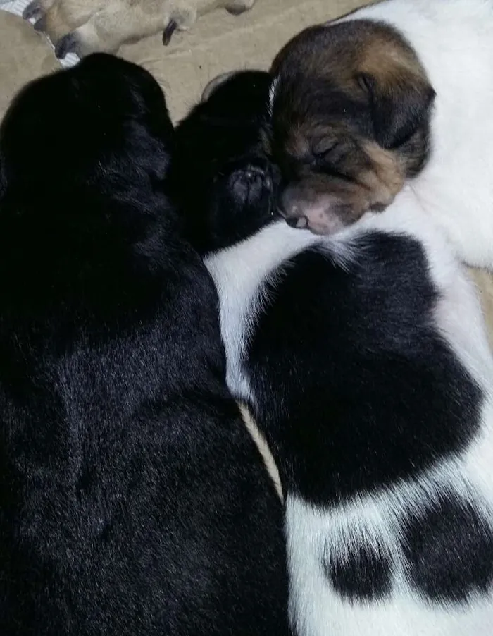 Cachorro raça Vira lata idade Abaixo de 2 meses nome Luma/Mimosa/Roger