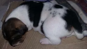 Cachorro raça Vira lata idade Abaixo de 2 meses nome Luma/Mimosa/Roger