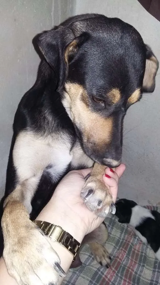 Cachorro raça Vira lata idade Abaixo de 2 meses nome Luma/Mimosa/Roger