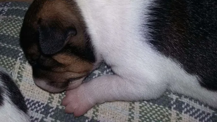 Cachorro raça Vira lata idade Abaixo de 2 meses nome Luma/Mimosa/Roger