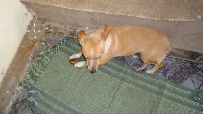 Cachorro ra a Vira Lata com Fox Paulistinha idade 6 ou mais anos nome Teddy