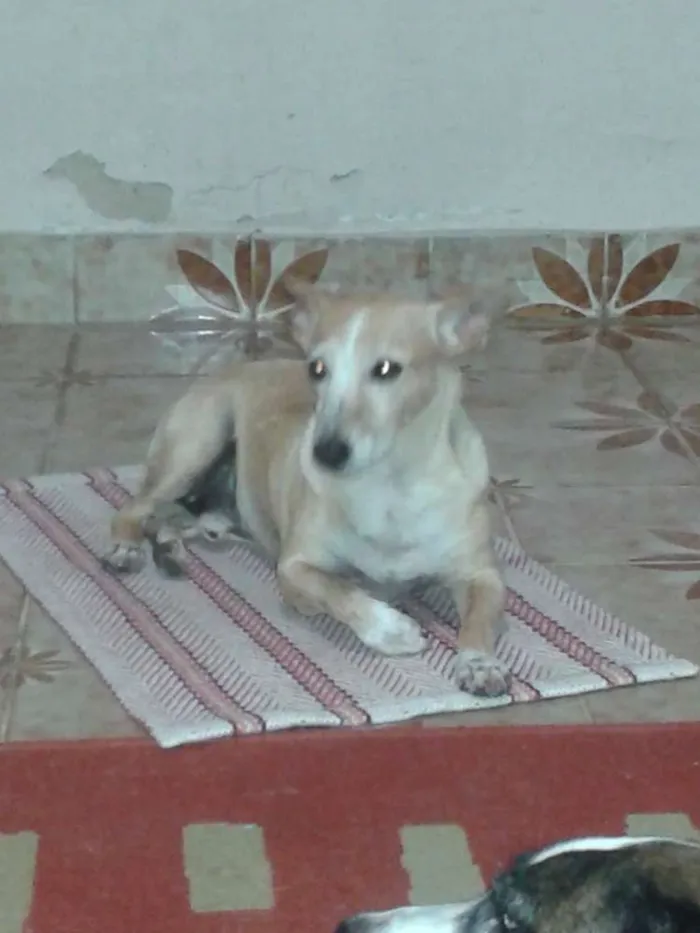 Cachorro ra a Vira Lata com Fox Paulistinha idade 6 ou mais anos nome Teddy