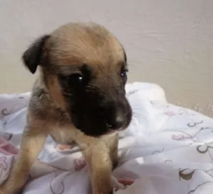 Cachorro raça Vira-lata idade Abaixo de 2 meses nome Clarita