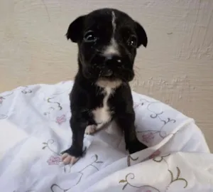 Cachorro raça Vira-lata idade Abaixo de 2 meses nome Fiorentina