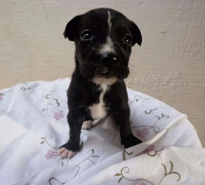 Cachorro ra a Vira-lata idade Abaixo de 2 meses nome Fiorentina