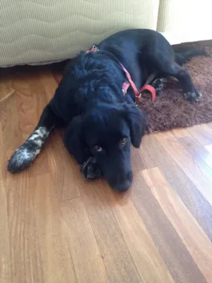 Cachorro raça Vira lata  idade 7 a 11 meses nome Harry Potter e Sheik