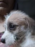 Bebes batatinha