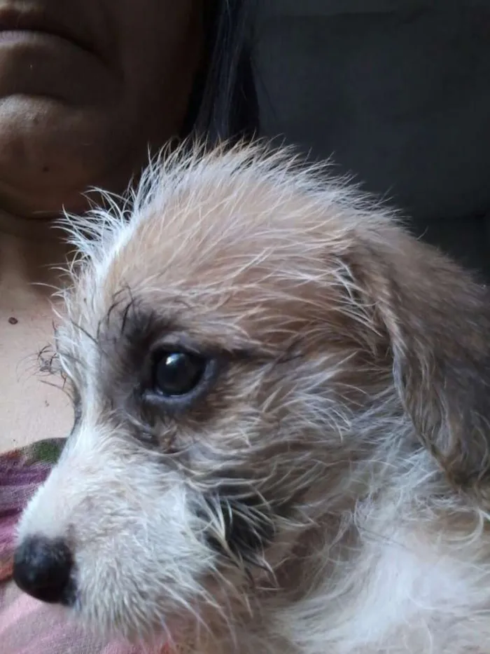 Cachorro ra a Srd idade 2 a 6 meses nome Bebes batatinha
