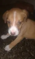 Bebes batatinha