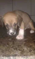 Bebes batatinha
