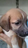 Bebes batatinha