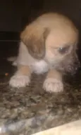 Bebes batatinha
