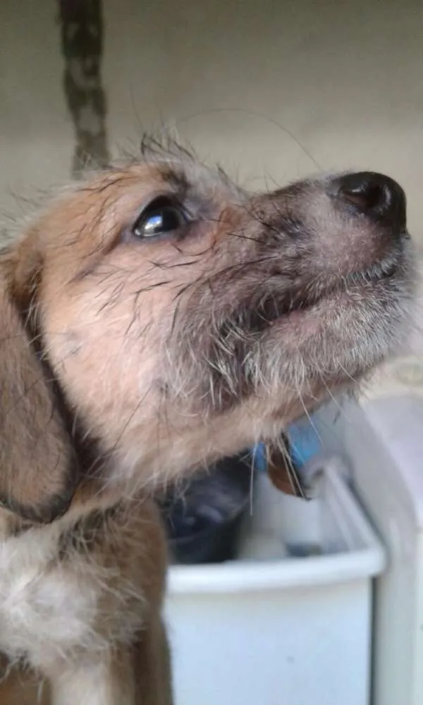 Cachorro ra a Srd idade 2 a 6 meses nome Bebes batatinha