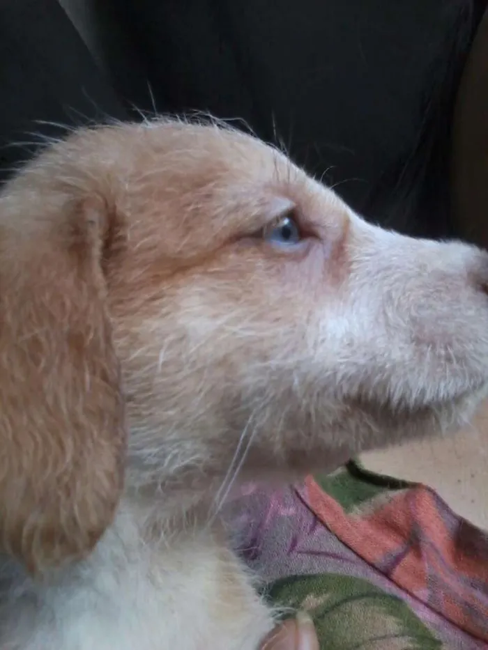 Cachorro ra a Srd idade 2 a 6 meses nome Bebes batatinha
