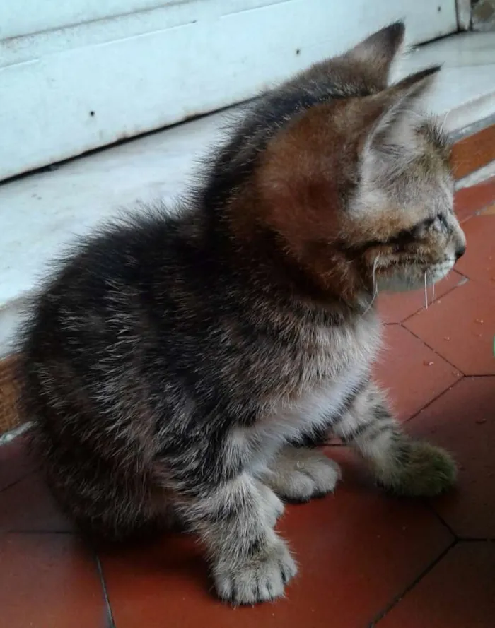 Gato ra a - idade 2 a 6 meses nome -