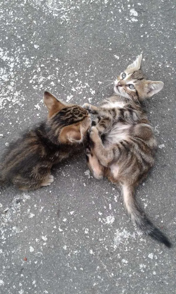 Gato ra a - idade 2 a 6 meses nome -